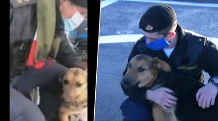 "Canopus" el perro rescatado por la Armada que se unió a la tripulación