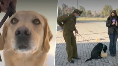 Perros "héroes" de Carabineros podrán detectar a personas con Covid-19