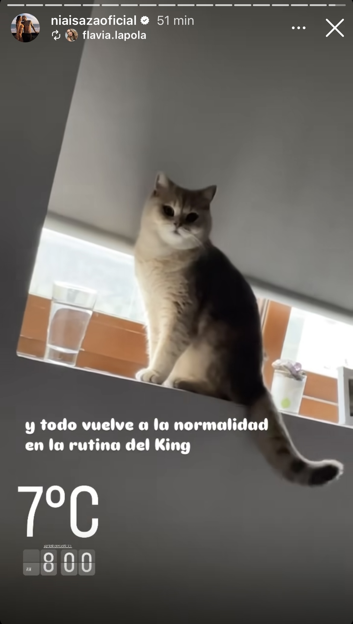 Gato