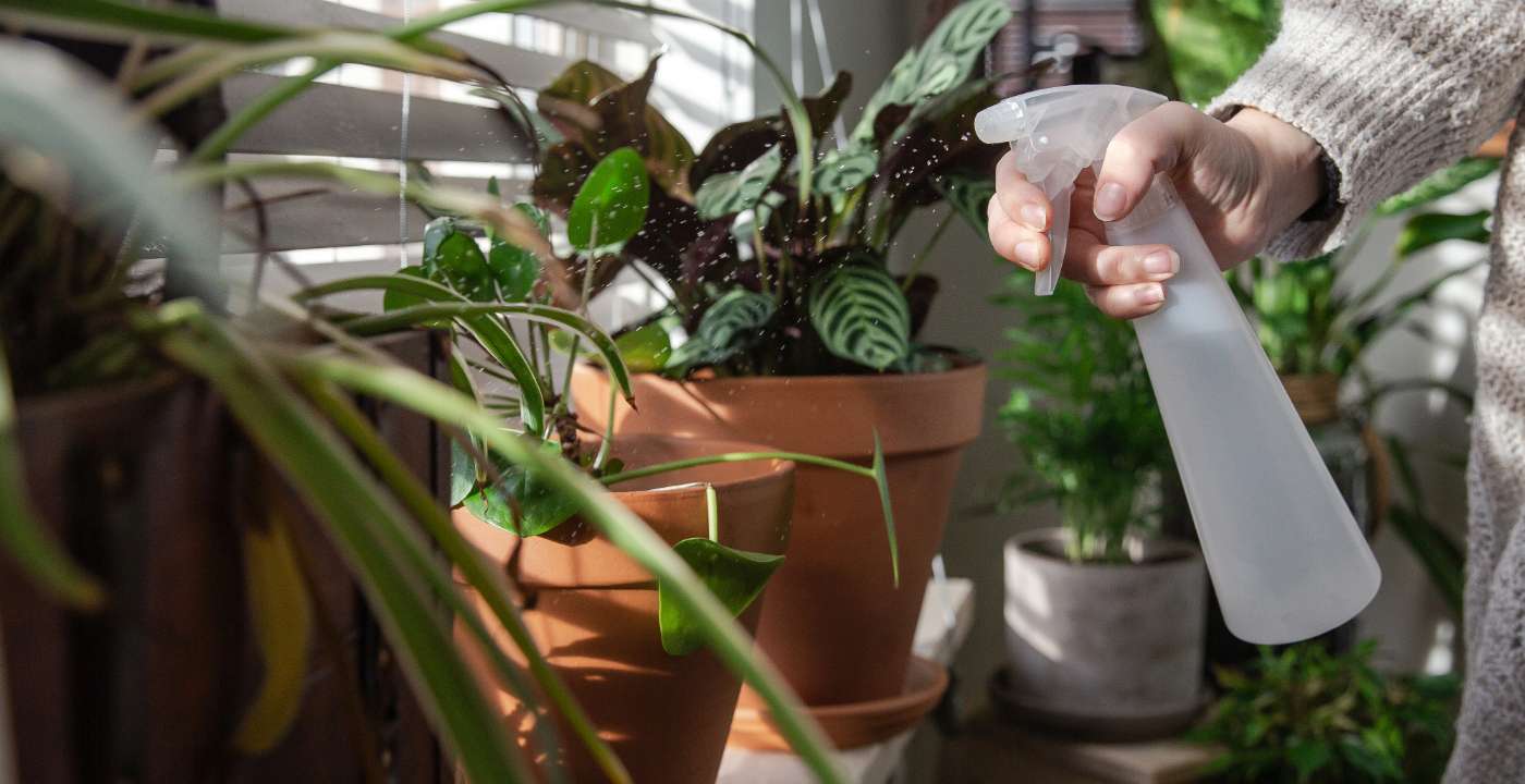 Qué tipo de plantas debo tener en mi hogar según mi signo zodiacal