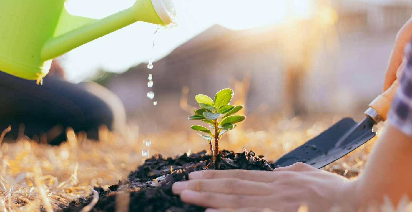 Qué árboles plantar en tu jardín para atraer energías positivas