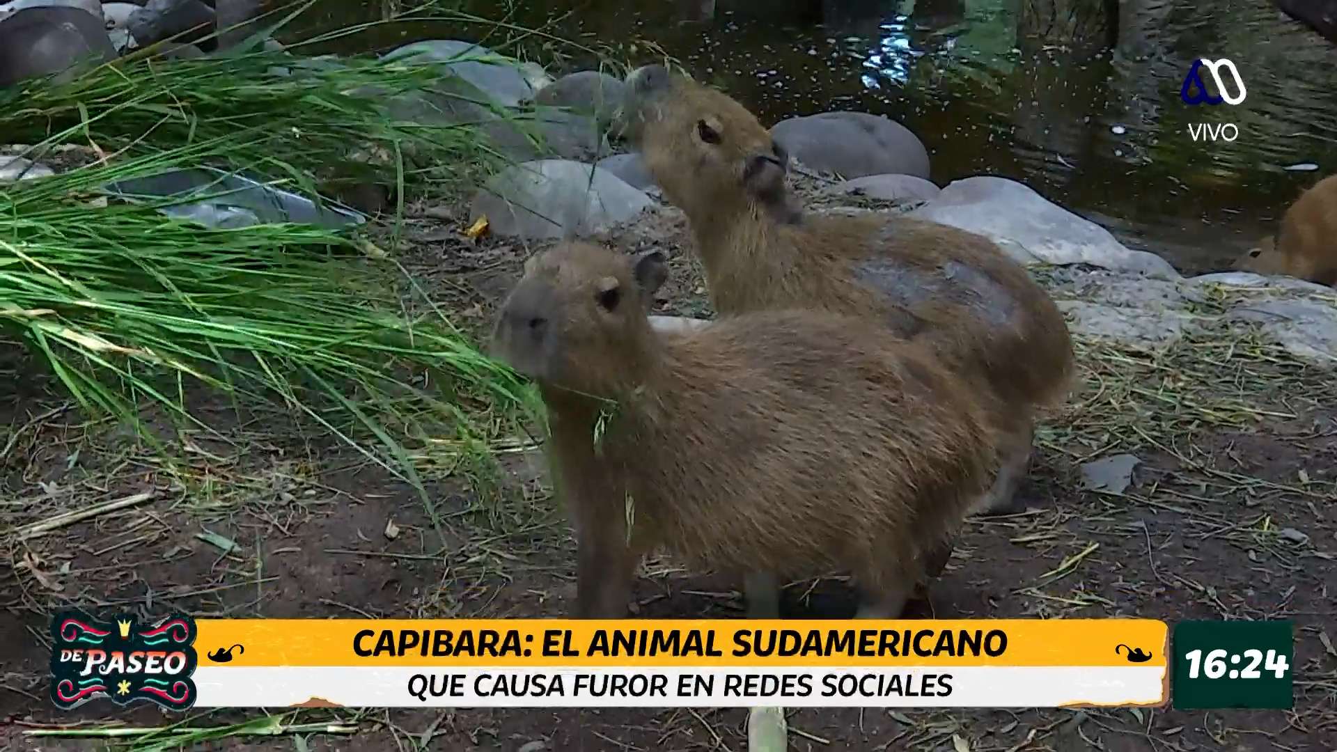 Capibaras