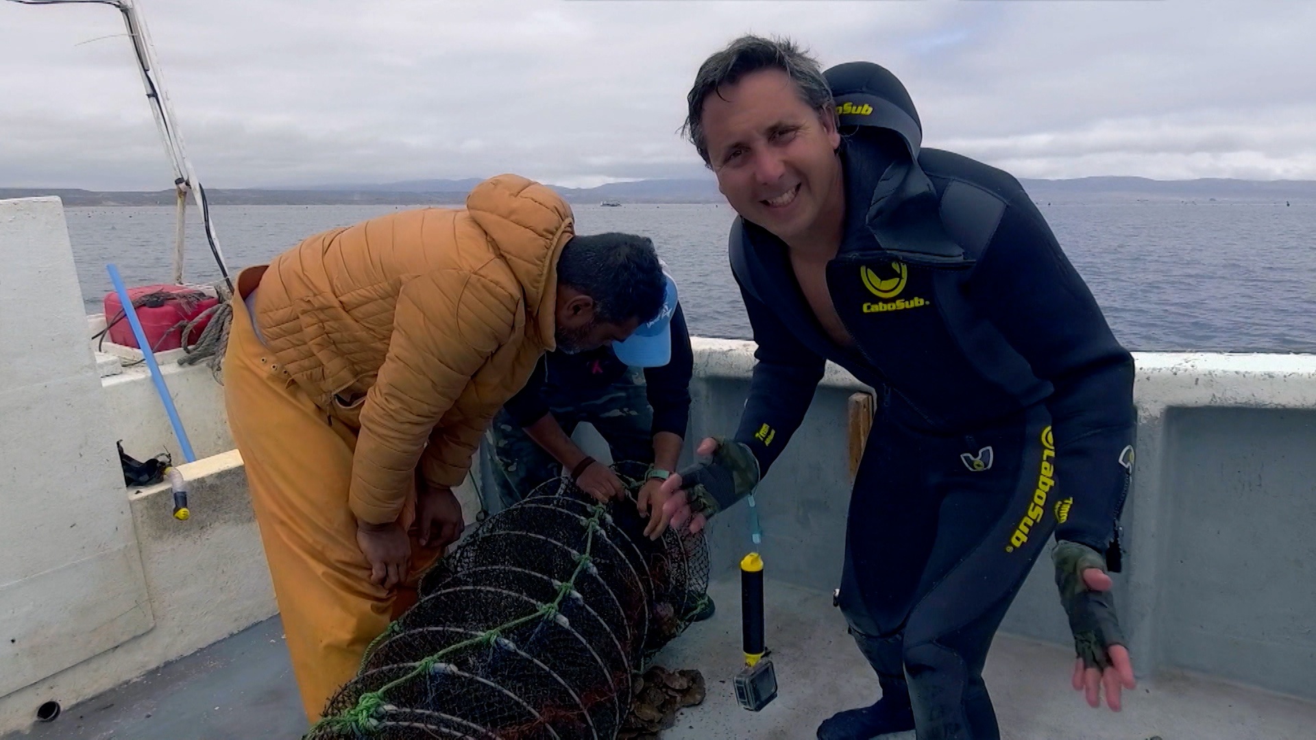 Agua Viva, el futuro del mar