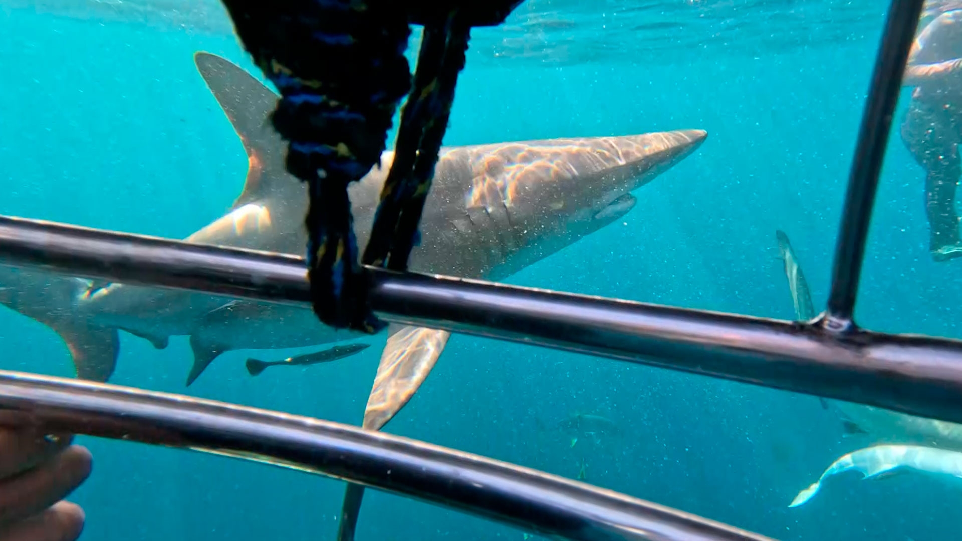 Nado con tiburones blancos