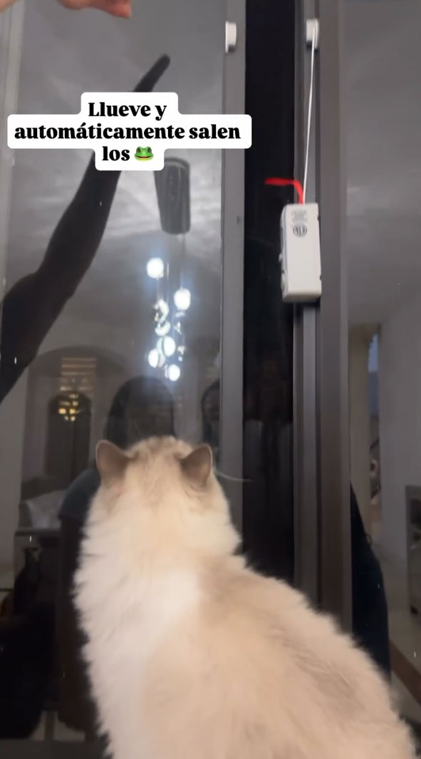 Gato de Maura Rivera