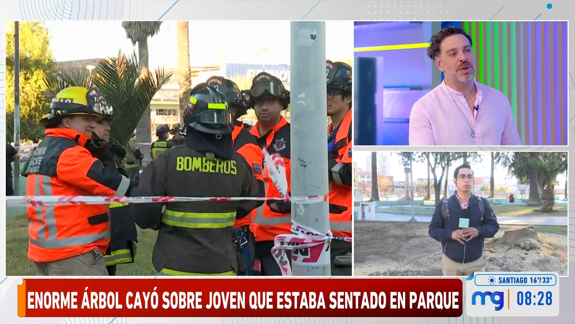 Árbol en Valparaíso