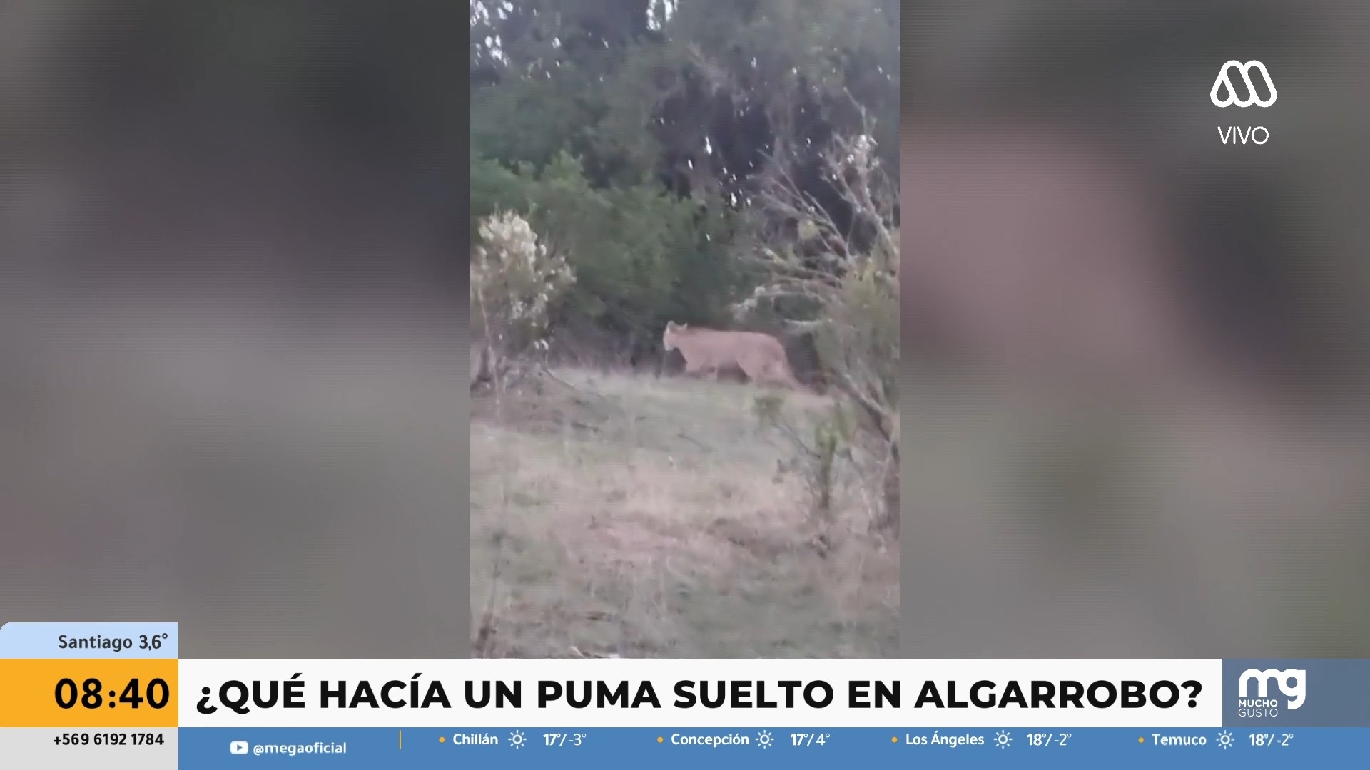 Puma es visto en Algarrobo