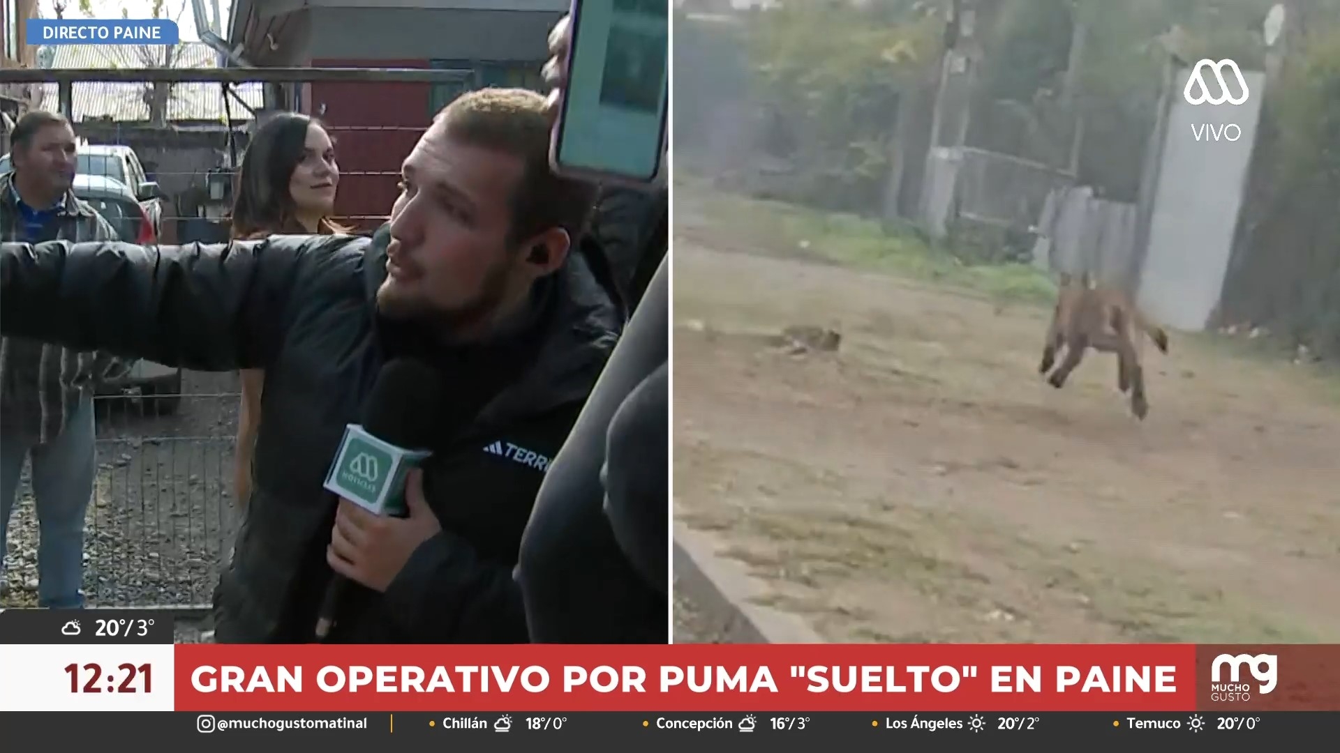 Puma suelto en Paine