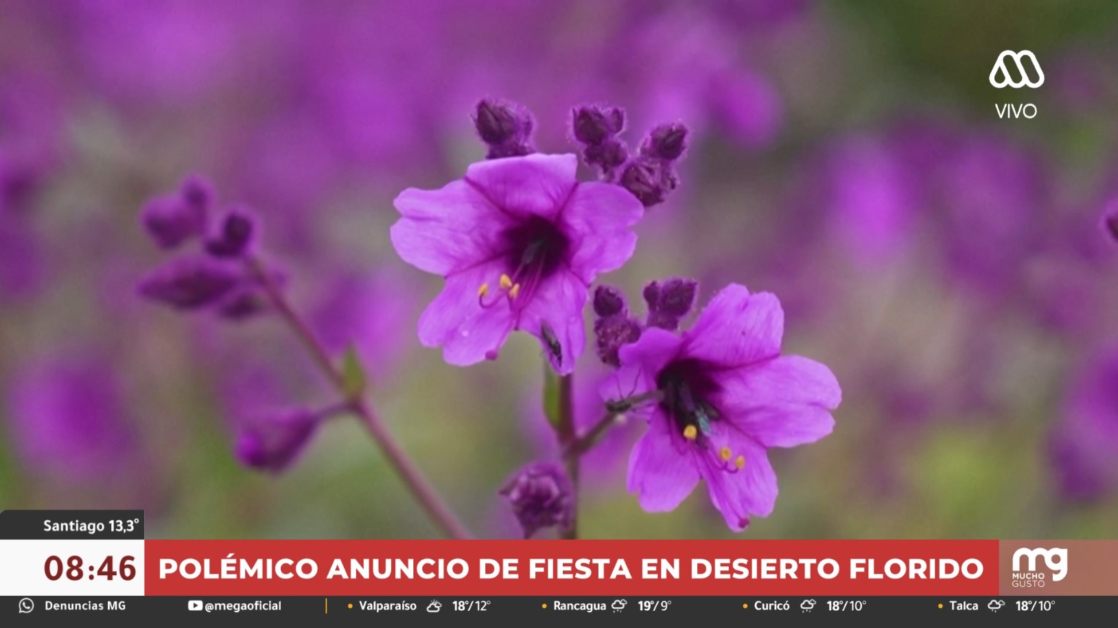 Desierto Florido