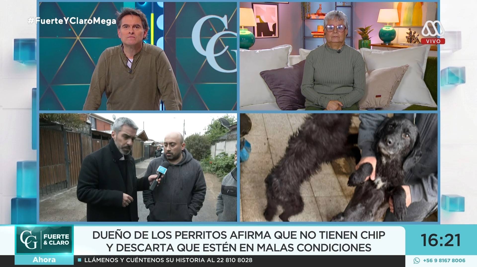 Perritos