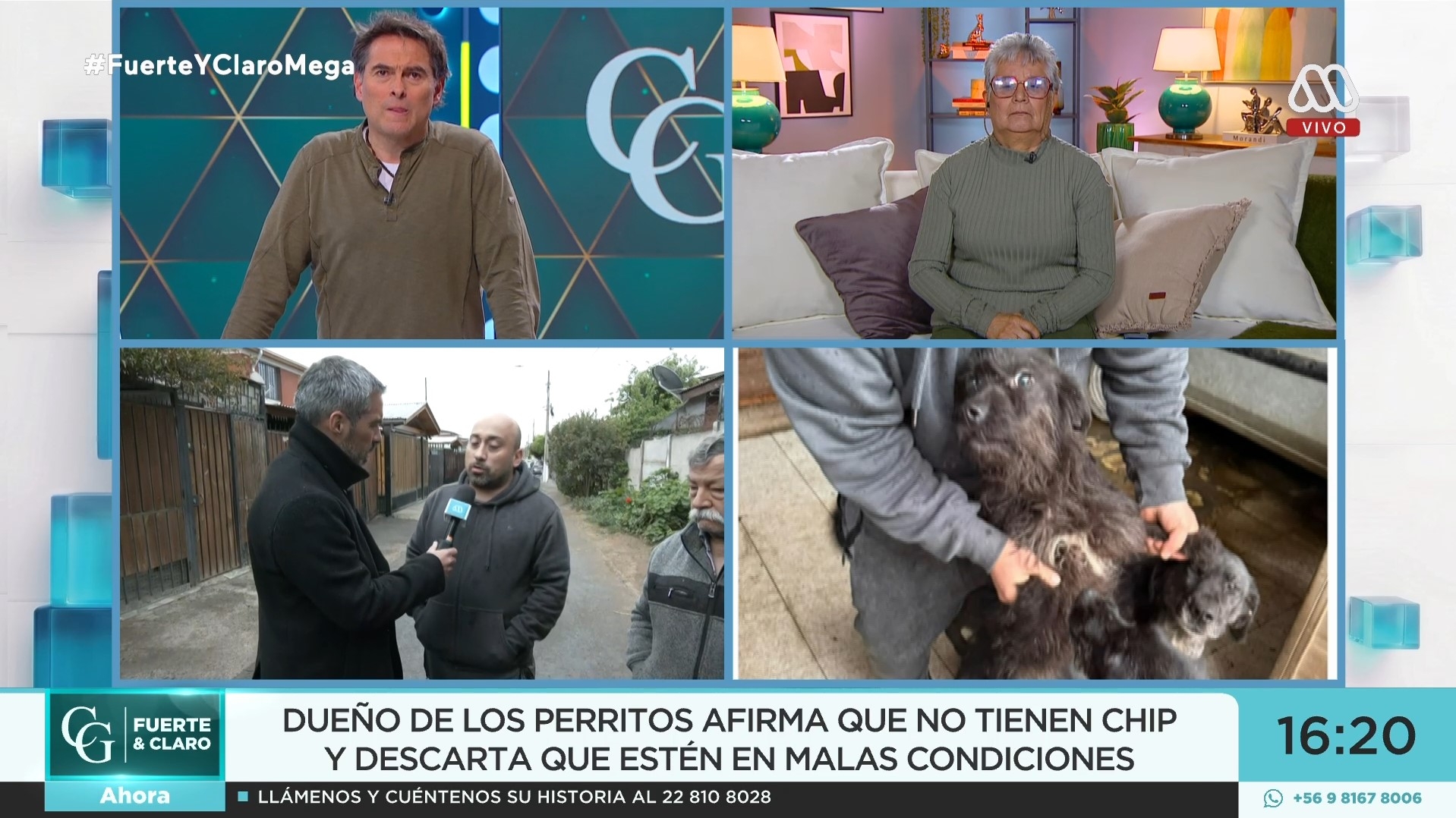 Perritos en Adopción