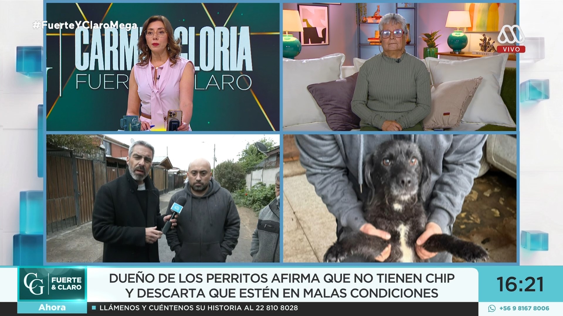 Perritos en Adopción