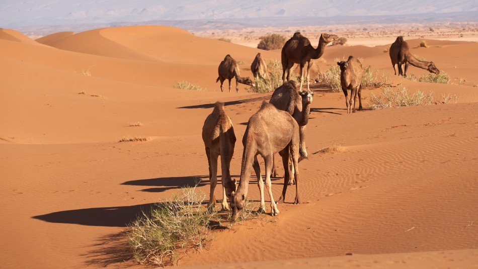 camellos sacrificados Australia Australia sacrifica a más de 5.000 camellos para proteger zonas aborígenes