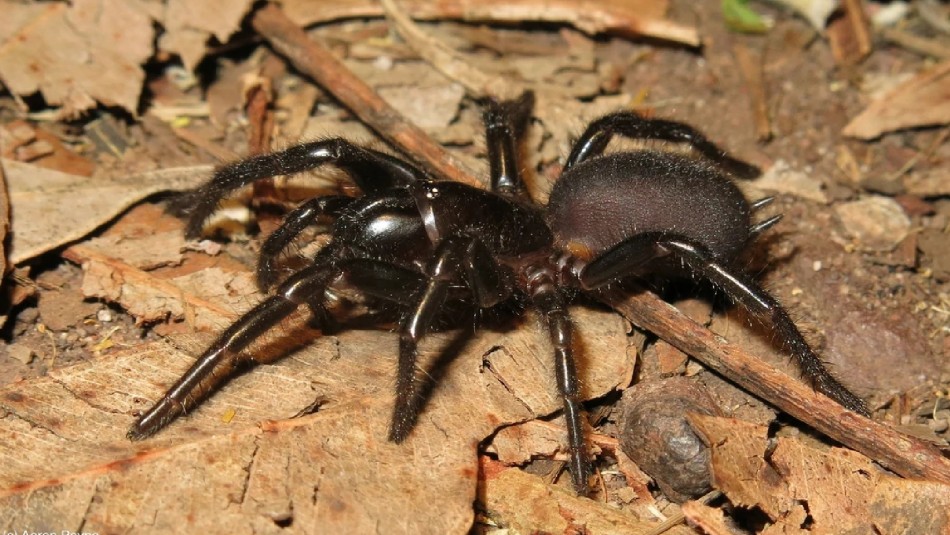 Plaga de arañas venenosas es la nueva amenaza que afecta a Australia Plaga de arañas venenosas es la nueva amenaza que afecta a Australia