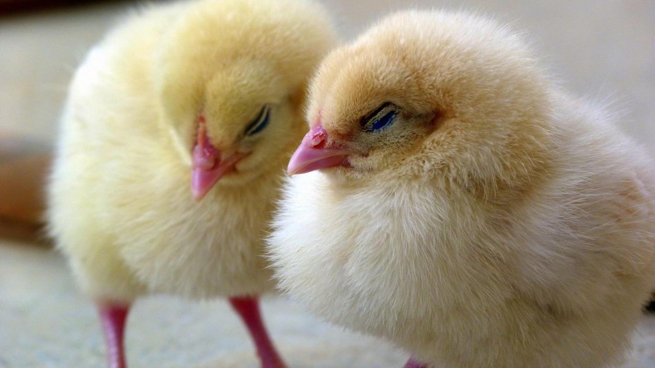Pollitos Francia anuncia medida para proteger animales: Prohibirá triturar pollos vivos y castración sin anestesia