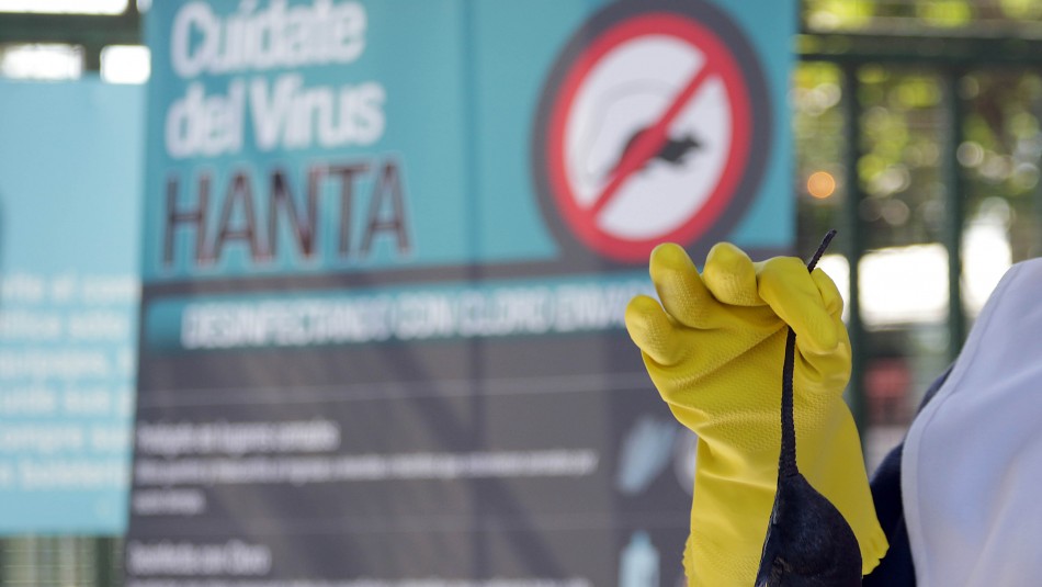virus Hanta en Panguipulli Virus Hanta: Confirman contagio de padres de menor que murió a causa de la enfermedad