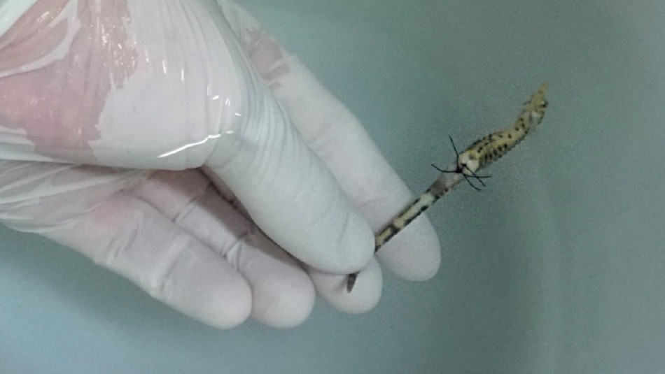 Veterinarios realizan microcirugía a minúsculo caballito de mar y le salvan la vida Veterinarios realizan microcirugía a minúsculo caballito de mar y le salvan la vida