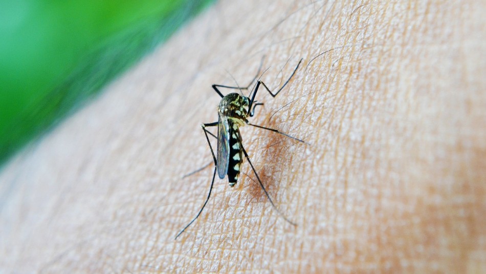 Confirman presencia de dos casos importados de malaria en región de Tarapacá Confirman presencia de dos casos importados de malaria en región de Tarapacá