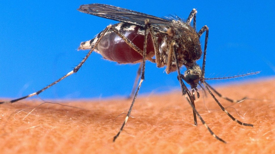 Confirman dos casos importados de malaria en la región de Tarapacá Confirman dos casos importados de malaria en la región de Tarapacá