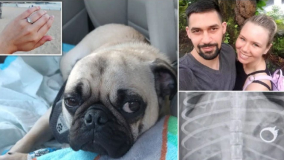Perro se come anillo de bodas y es sometido a una endoscopia para salvar su vida Perro se come anillo de bodas y es sometido a una endoscopia para salvar su vida