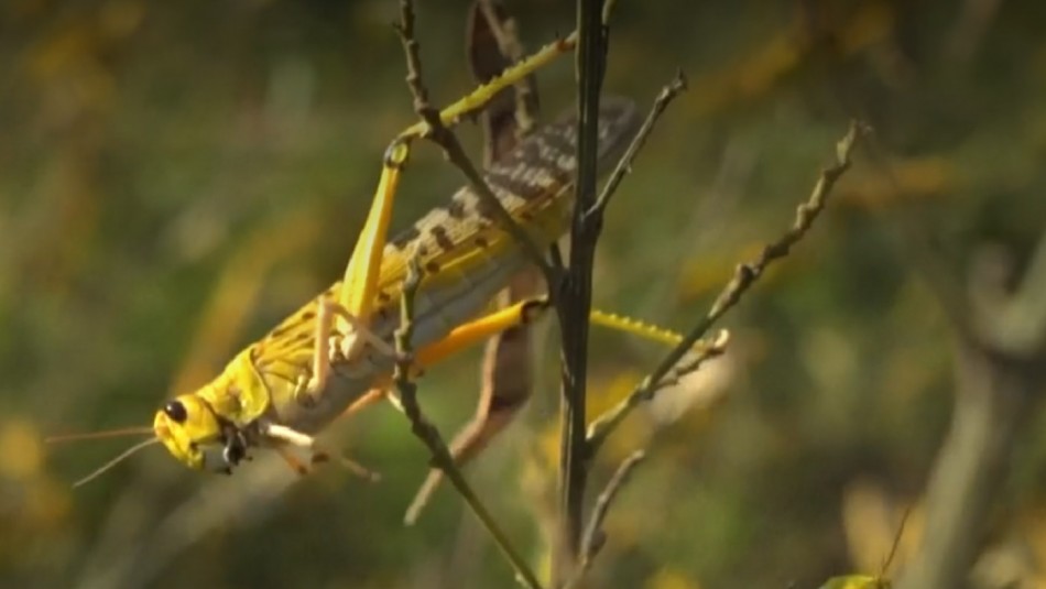 Langostas del desierto Langostas del desierto: La plaga que amenaza a África y Asia