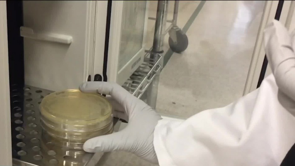 Se busca vacuna contra el Coronavirus: La ciencia a contrarreloj