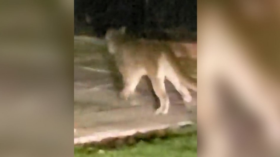 Puma Inician operativo policial tras avistamiento de puma entre Ñuñoa y Providencia