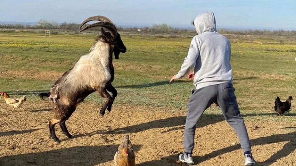 Coronavirus Luchador de la UFC pelea con una cabra.