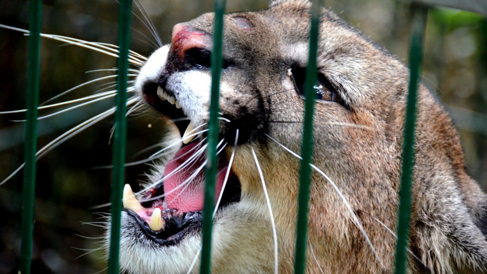 Ataque puma Mujer muere atacada por un puma en la comuna de Corral