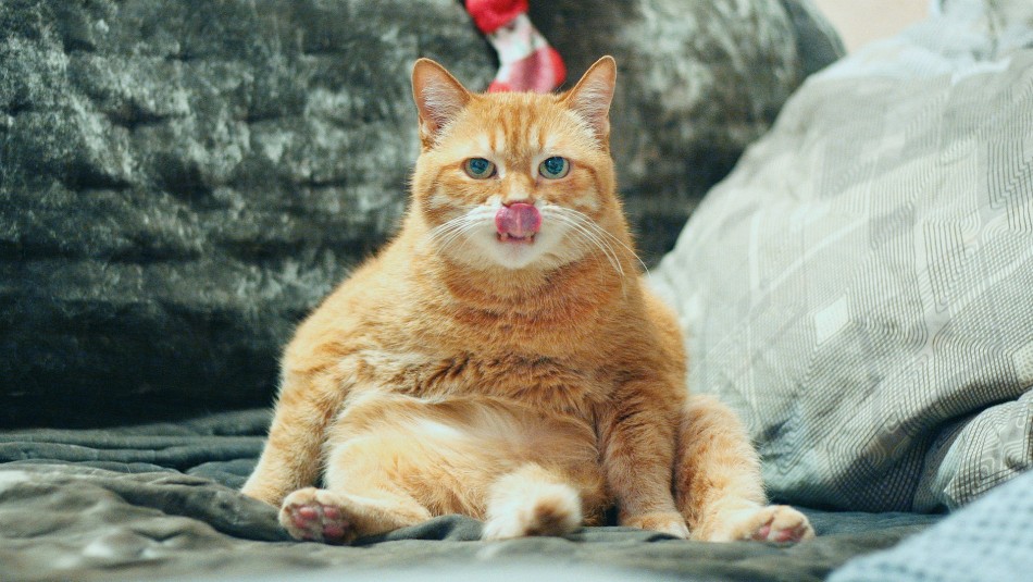 ¿Qué le puede ocurrir a mi mascota si se come una polilla? ¿Qué le puede ocurrir a mi mascota si se come una polilla?