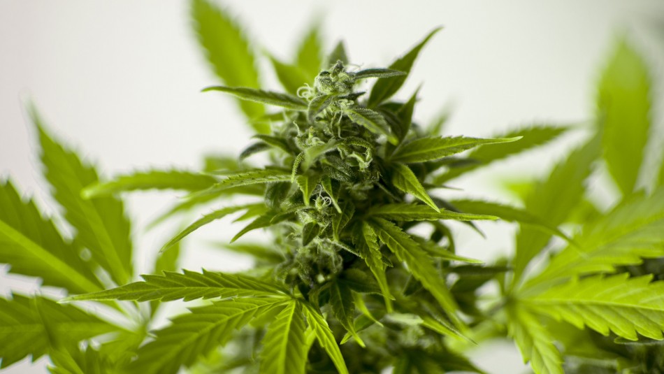 Senado aprueba consumo médico y recreativo de la marihuana en México Senado aprueba consumo médico y recreativo de la marihuana en México