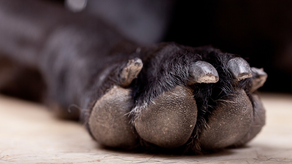 Mujer amarró a su perro a un vehículo y lo arrastró por siete cuadras en Argentina Mujer amarró a su perro a un vehículo y lo arrastró por siete cuadras en Argentina