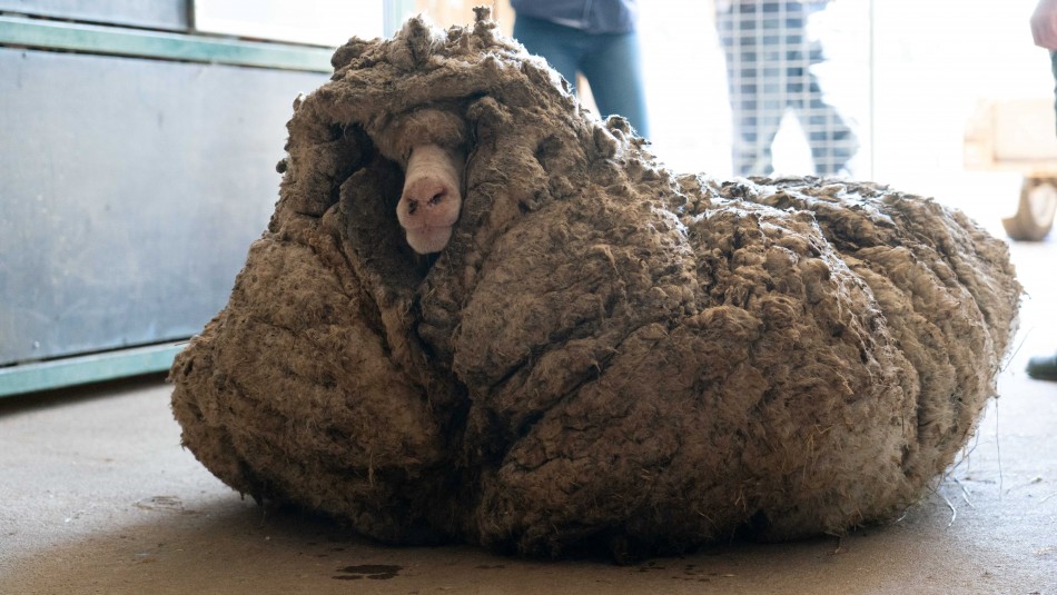 Rescatan oveja salvaje en Australia: Animal cargaba 35 kilos de lana Rescatan oveja salvaje en Australia: Animal cargaba 35 kilos de lana