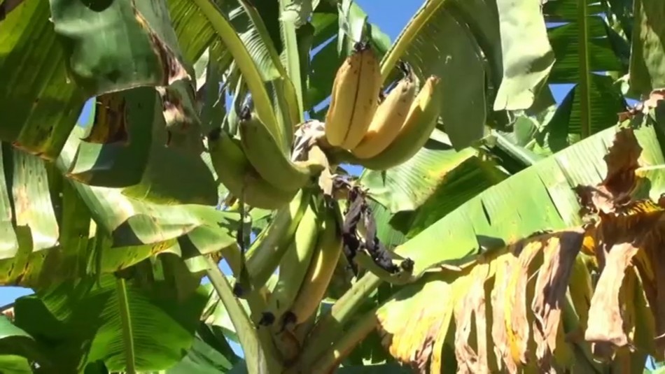 Extraña e incurable plaga de hongo podría acabar con los plátanos Extraña e incurable plaga de hongo podría acabar con los plátanos