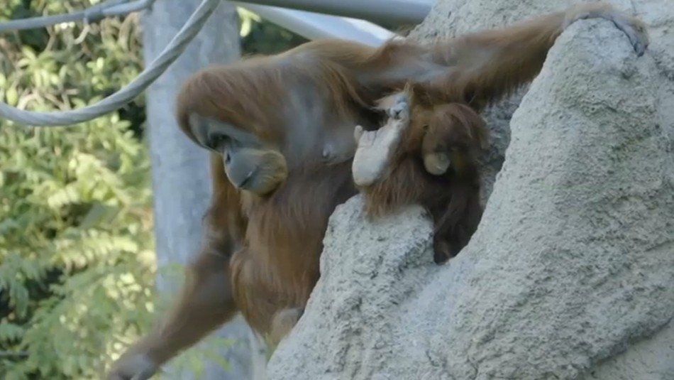 Primates fueron los primeros animales en vacunarse contra el coronavirus Primates fueron los primeros animales en vacunarse contra el coronavirus