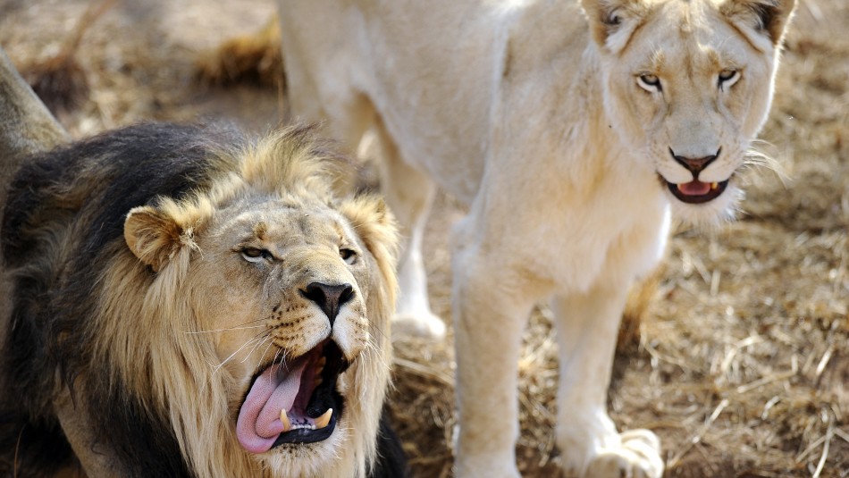 Rastreaba animales para cazar y fue devorado por dos leones en Sudáfrica Rastreaba animales para cazar y fue devorado por dos leones en Sudáfrica