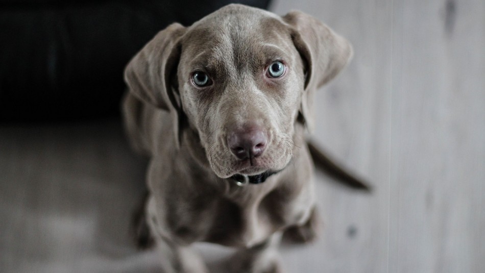 ¿Cuántos años tiene mi mascota? Conoce hasta que edad viven los perros según su tamaño y raza ¿Cuántos años tiene mi mascota? Conoce hasta que edad viven los perros según su tamaño y raza