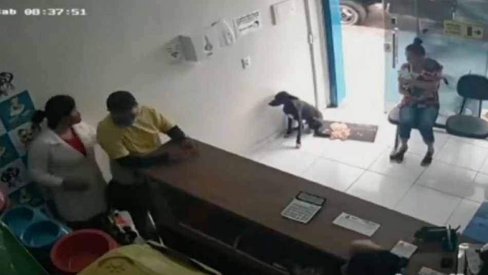 Perro fue internado por cáncer tras entrar cojeando a veterinaria pidiendo ayuda Perro fue internado por cáncer tras entrar cojeando a veterinaria pidiendo ayuda
