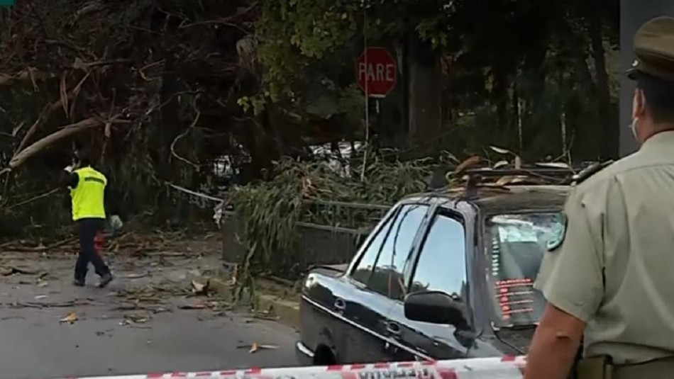 Accidente por caída de árbol. Caída de árbol provocó accidente de tránsito entre taxi y motociclista en La Reina