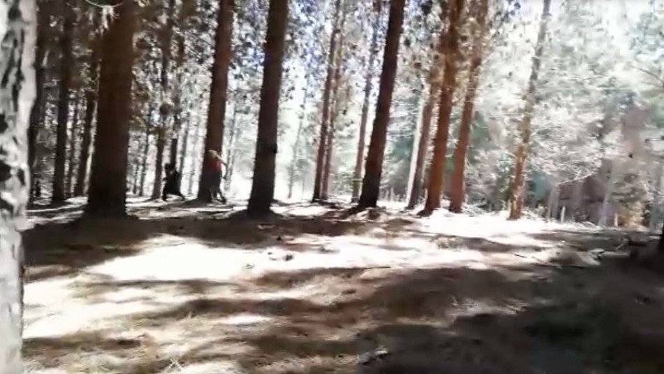 Dos carabineros resultan lesionados en procedimiento por tala de árboles en La Araucanía Dos carabineros resultan lesionados en procedimiento por tala de árboles en La Araucanía