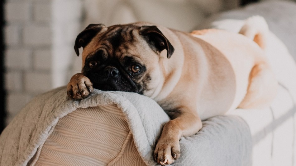 ¿Los perros sueñan?: Mira lo que afirma un investigador de la Universidad de Columbia ¿Los perros sueñan?: Mira lo que afirma un investigador de la Universidad de Columbia