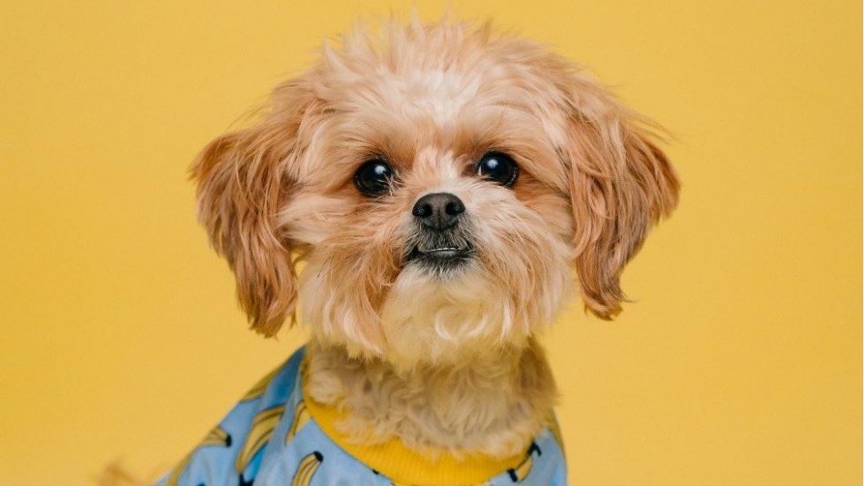 ¿Por qué mi perro tiene la nariz fría?: Te sorprenderá lo que dicen los expertos ¿Por qué mi perro tiene la nariz fría?: Te sorprenderá lo que dicen los expertos