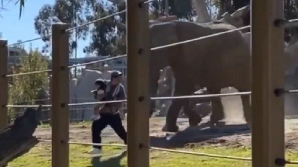 Quería una foto: Hombre se mete con su pequeña hija a jaula de los elefantes en zoológico Quería una foto: Hombre se mete con su pequeña hija a jaula de los elefantes en zoológico