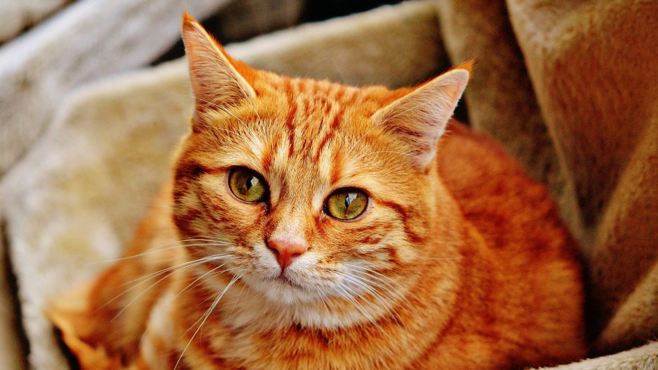 ¿Por qué los gatos aman las cajas de cartón? ¿Por qué los gatos aman las cajas de cartón?