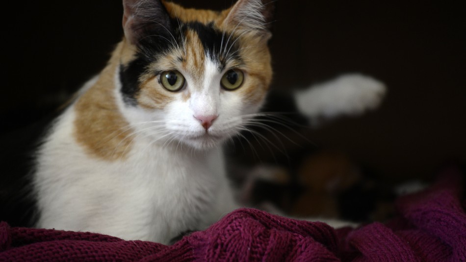 Retiran del mercado comida de gatos que genera problema de salud a los animales Retiran del mercado comida de gatos que genera problema de salud a los animales