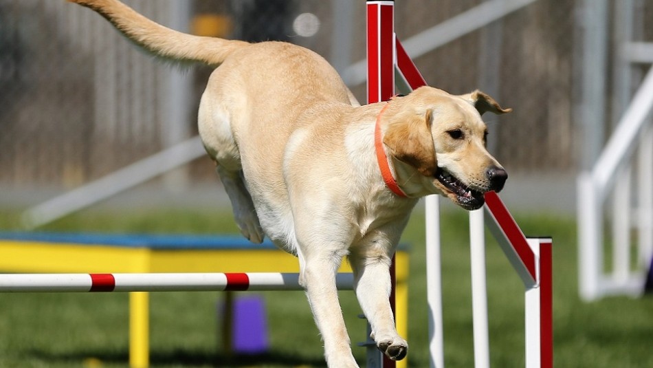 Estas son las tres razas de perros más populares según la federación canina más grande del mundo Estas son las tres razas de perros más populares según la federación canina más grande del mundo