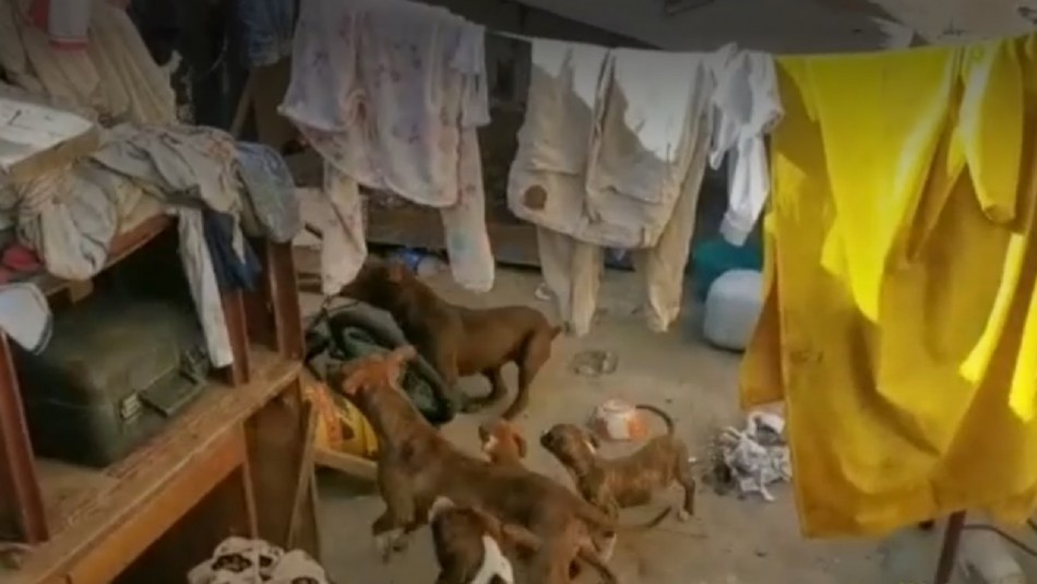 Perros Pitbull Seis perros pitbull atacan a niño en situación de discapacidad.