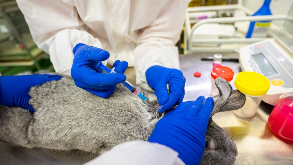 Rusia Rusia desarrolla vacuna del coronavirus para animales.