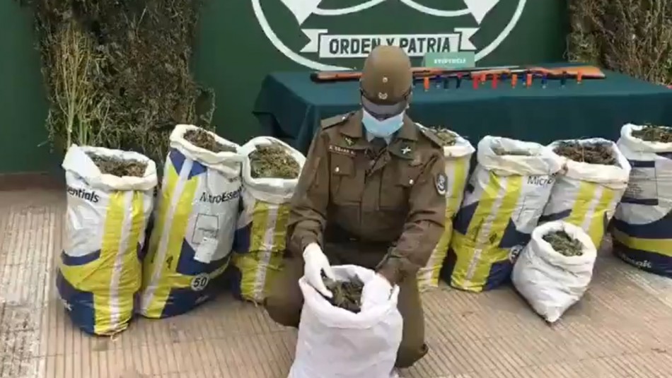 Decomiso de casi 230 kilos de marihuana deja cinco detenidos en Colbún Decomiso de casi 230 kilos de marihuana deja cinco detenidos en Colbún