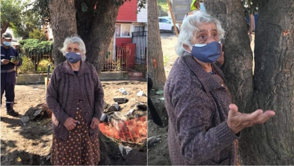 Adulta mayor se aferra a árbol para evitar que sea talado en Talcahuano Adulta mayor se aferra a árbol para evitar que sea talado en Talcahuano